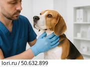 Ветеринар осматривает собаку в кабинете, держа её за шею в перчатках. Стоковое AI-изображение, AI-художник Башкирова Анна / Фотобанк Лори