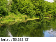 Речной пейзаж, осока и водоросли, отражения и тени на воде, деревья на берегу. Река Красивая Меча, Тульская область, Россия. Стоковое фото, фотограф Андрей Цыганков / Фотобанк Лори