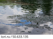 Речной пейзаж, листья и цветы кувшинок, отражения и тени на воде. Река Красивая Меча, Тульская область, Россия. Стоковое фото, фотограф Андрей Цыганков / Фотобанк Лори