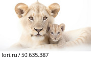 nuzzling lion on white ai generated. Стоковое AI-изображение, AI-художник Vectorwin / Фотобанк Лори