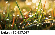 dew dead grass texture ai generated. Стоковое AI-изображение, AI-художник Vectorwin / Фотобанк Лори