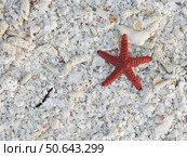 Морская звезда на корралах. Starfish on corals. Стоковое фото, фотограф Антон Назаров / Фотобанк Лори