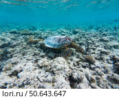 Морская черепаха. Подводная съемка. Sea turtle. Underwater shooting. Стоковое фото, фотограф Антон Назаров / Фотобанк Лори