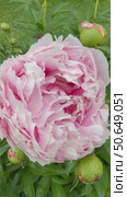 Vertical video of fresh wet pink garden peony flower (Lat. Paeonia) swaying in wind on rainy day against green lawn. Natural floral background. Стоковое видео, видеограф Виктория Катьянова / Фотобанк Лори