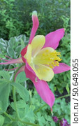 Vertical video of two-color pink and yellow Aquilegia Formosa, flowers on summer in flowerbed in garden (lat. Aquilegia caerulea formosa). Closeup of beautiful perennial decorative Columbine flowers. Стоковое видео, видеограф Виктория Катьянова / Фотобанк Лори