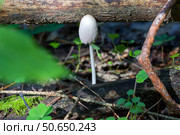 Гриб навозник домашний (Coprinellus domesticus) Стоковое фото, фотограф Ирина Яровая / Фотобанк Лори