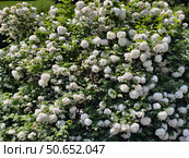 Куст калины обыкновенной в цвету. Viburnum opulus or guelder-rose bushes in blossom. Natural floral background. Стоковое фото, фотограф Сергей Пристяжнюк (Serg Zastavkin) / Фотобанк Лори