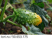Spiky green and yellow wild cucumber growing on vine. Стоковое AI-изображение, AI-художник Иван Рябоконь / Фотобанк Лори