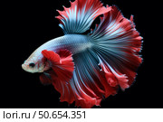 Vibrant betta fish flaunting colorful fins on dark background. Стоковое AI-изображение, AI-художник Иван Рябоконь / Фотобанк Лори