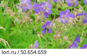 Two bumblebees fly over a flower meadow and pollinate meadow geranium. Стоковое видео, видеограф Кашапова Эльвира / Фотобанк Лори