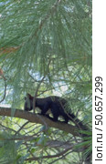 Vertical video of an eastern black squirrel (Lat. Sciurus niger) jumping on cedar tree branches on a summer day. The animal is in its natural habitat. Стоковое видео, видеограф Виктория Катьянова / Фотобанк Лори