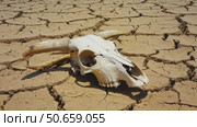 Sun-bleached animal skull lies on dry cracked earth, evoking themes of drought, extinction and climate crisis. Стоковое AI-видео, аниматор Владимир Федоров / Фотобанк Лори
