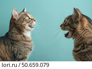 Two cats meowing face to face on turquoise background. Стоковое AI-изображение, AI-художник Иван Рябоконь / Фотобанк Лори