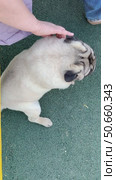 A woman pet owner is petting her pet pug dog on the street. Pug dog walk, Is the dog hot. Стоковое видео, видеограф Терехова Марина / Фотобанк Лори