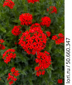 Lychnis chalcedonica, Silene . Vibrant red flowers in full bloom create a stunning visual display against lush green foliage, showcasing nature's beauty and intricate details, gardening and greenery. Стоковое фото, фотограф Елена Гоосен / Фотобанк Лори