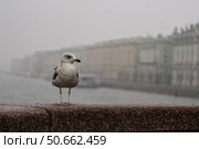 Чайка на парапете в туманный день. Стоковое фото, фотограф Пучков Андрей Александрович / Фотобанк Лори