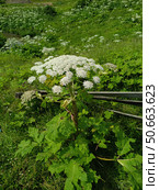 Борщевик на лугу, сорняк. Опасные, ядовитые растения. Cow parsnip in the meadow, a weed. Dangerous, poisonous plants. Стоковое фото, фотограф Юрий Пуликов / Фотобанк Лори