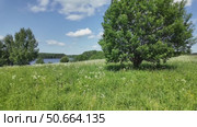 Wildflowers in the countryside on a bright sunny day. Стоковое видео, видеограф Виктор Тихонов / Фотобанк Лори