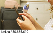 Budgerigar playing with handsome man. Cute Budgie. Funny blue purple parakeet sitting on smartphone. Domestic Animals and gadgets. Pet and phone. Friendship, relationship with Pets. Humor. Technology. Стоковое видео, видеограф Марина Демидюк / Фотобанк Лори