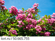Pink Wartburg rambler rose blooming under clear summer sky. Vibrant flowers and green leaves create a lively and colorful garden scene in full sunlight. Стоковое фото, фотограф Татьяна Терехина / Фотобанк Лори