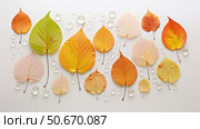 elm autumn leaves on white ai generated. Стоковое AI-изображение, AI-художник Vectorwin / Фотобанк Лори