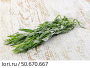 Fresh green estragon aroma stem. Стоковое фото, фотограф Андрей Старостин / Фотобанк Лори