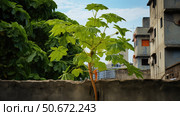 urban papaya tree ai generated. Стоковое AI-изображение, AI-художник Vectorwin / Фотобанк Лори