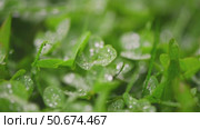 Small drops of morning dew glistening on fresh green clover leaves, creating a stunning natural pattern across the field, embodying the beauty of spring and summer growth. Стоковое видео, видеограф Ольга Ильина / Фотобанк Лори