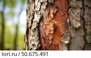 deciduous tree disease ai generated. Стоковое AI-изображение, AI-художник Vectorwin / Фотобанк Лори