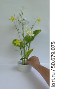 Vertical video of female hand placing green hosta leaf on flower arrangement wit yellow columbine and white bellflowers on kenzan holder on white background. Floral design as hobby. Стоковое видео, видеограф Виктория Катьянова / Фотобанк Лори