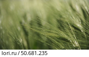 Wheat green field agriculture. The wind sways ears of barley wheat in the field, waves of crops at sunset. Agricultural business. Стоковое видео, видеограф svetograph / Фотобанк Лори