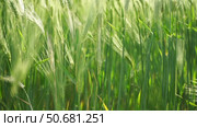 Wheat green field agriculture. The wind sways ears of barley wheat in the field, waves of crops at sunset. Agricultural business. Стоковое видео, видеограф svetograph / Фотобанк Лори