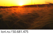 Sunset barley with spikes in field, back lit cereal crops plantation in sunset. Стоковое видео, видеограф svetograph / Фотобанк Лори