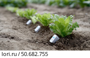 Smart farming technology monitors lettuce growth in a garden field. Технология интеллектуального земледелия отслеживает рост салата на садовом поле. Стоковое AI-изображение, AI-художник Katsiaryna Repich / Фотобанк Лори