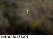 Колосок. Стоковое фото, фотограф Сергей Мартынов / Фотобанк Лори