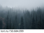 Туман в лесу. Стоковое фото, фотограф Сергей Мартынов / Фотобанк Лори