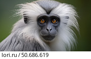 photograph silvered leaf monkey ai generated. Стоковое AI-изображение, AI-художник Vectorwin / Фотобанк Лори