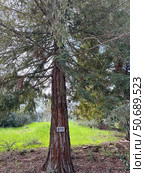 California redwood or coastal redwood (Sequoia sempervirens) Стоковое фото, фотограф Irina Opachevsky / Фотобанк Лори