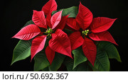 photo poinsettia plant. Стоковое фото, фотограф Vectorwin / Фотобанк Лори