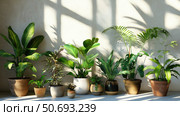cactus table plants. Стоковое фото, фотограф Vectorwin / Фотобанк Лори