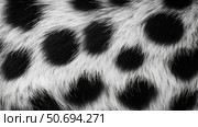 giraffe animal print black and white. Стоковое фото, фотограф Vectorwin / Фотобанк Лори
