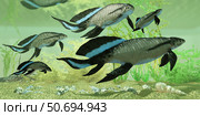 A group of Scaumenacia lobe-finned fish from the Devonian period. Стоковое фото, фотограф Corey Ford/Stocktrek Images / ТАСС / Фотобанк Лори