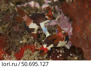 A pair of Nembrotha chamberlaini nudibranchs mating. Стоковое фото, фотограф Steve Jones/Stocktrek Images / ТАСС / Фотобанк Лори