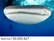 Whale Shark feeding under fishing platform, West Papua. Стоковое фото, фотограф Steve Jones/Stocktrek Images / ТАСС / Фотобанк Лори