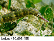 Green scribbled pipefish with pink snout, North Sulawesi. Стоковое фото, фотограф Mathieu Meur/Stocktrek Images / ТАСС / Фотобанк Лори