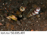 Goby with commensal blind shrimp, Bali, Indonesia. Стоковое фото, фотограф Mathieu Meur/Stocktrek Images / ТАСС / Фотобанк Лори