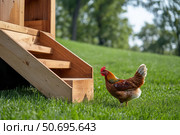 Chickens on wooden ramp outside rustic coop. Early morning light. Autumn tones. Misty countryside background. Peaceful rural life scene. Natural farm setting. Soft focus. Agriculture, animals. Стоковое AI-изображение, AI-художник Евгений Демидюк / Фотобанк Лори