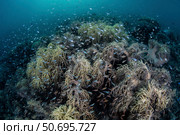 Cardinalfish swimming above soft corals in Komodo National Park, Indonesia. Стоковое фото, фотограф Ethan Daniels/Stocktrek Images / ТАСС / Фотобанк Лори