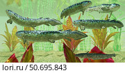 Rhizodus hibberti, an extinct group of Carboniferous lobe-finned fish. Стоковое фото, фотограф Corey Ford/Stocktrek Images / ТАСС / Фотобанк Лори