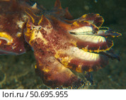 Head shot of a brightly colored flamboyant cuttlefish. Стоковое фото, фотограф Mathieu Meur/Stocktrek Images / ТАСС / Фотобанк Лори